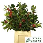 Ilex Rod Bes 65cm (pk)