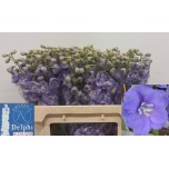 Delphinium Kukekannus Misty 70cm