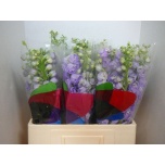 Delphinium Kukekannus Aurora Lavender 60cm