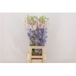 Delphinium Kukekannus Aurora Lavender 80cm