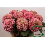 Hydrangea Hortensia Glowing Alps Classic 75cm*5