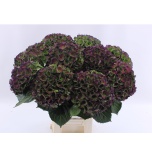 Hydrangea Hortensia Mag Opal Classic 70cm