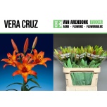 Lilium Liilia LA Vera Cruz 90cm