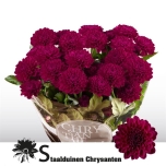 Chrysanthemum Krüsanteem SP Lollipop Purple*5