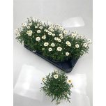 Argyranthemum Hõbekakar Mo Duplo White 10,5cm