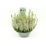 Calluna vulg Kanarbik beauty-ladies mix 23cm