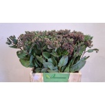 Sedum Kukehari Matrona 40cm