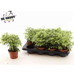 Ficus Viigipuu benj kinky 12cm