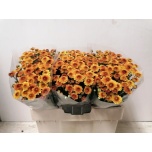 Chrysanthemum Krüsanteem SANTINI Lexy 650g*25