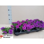 Verbena Raudürt lascar blue 10,5cm