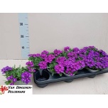 Verbena Raudürt lascar blue 10,5cm