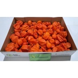 Physalis Füüsal Lampion Los tk