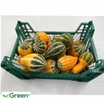 Cucurbita Pep Ball Bicolor