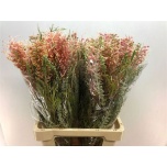 Grevillea misty pink 70cm