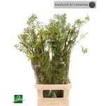 Rosa Corallo Kibuvits 110cm