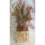 Rosa Corallo Kibuvits 80cm