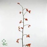 Rosa Kibuvits Zaffiro 80cm