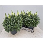 Antirrhinum Lõvilõug sultan white 23cm