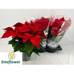 Euphorbia pulch Jõulutäht christmas feelings 17cm