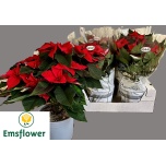 Euphorbia pulch Jõulutäht christmas feelings 22cm