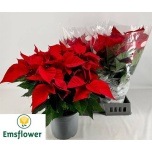 Euphorbia pulch Jõulutäht christmas feelings 22cm