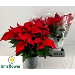 Euphorbia pulch Jõulutäht christmas feelings 22cm