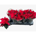 Euphorbia pulch Jõulutäht christmas feelings 10,5cm