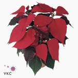 Euphorbia pulch Jõulutäht Christmas Feelings 6cm