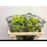 Asclepias Gom Fr Moby Dick 50cm