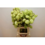 Asclepias Gom Fr Moby Dick 70cm