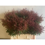 Pieris 55cm