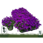 Campanula Kellukas port blue 10,5cm