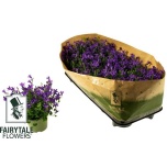 Campanula Kellukas port blue 10,5cm