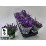 Campanula Kellukas port blue 10,5cm