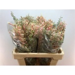 Grevillea cal gem 60cm