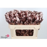 Leucadendron paint 70cm