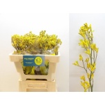 Anigozanthos Kängurukäpp Yellow Gem 50cm