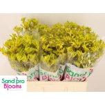 Anigozanthos Kängurukäpp Yellow Gem 60cm