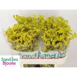 Anigozanthos Kängurukäpp Yellow Gem 70cm