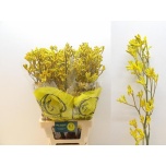 Anigozanthos Kängurukäpp Yellow Gem 80cm