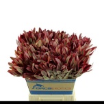 Leucadendron Valgepuu Jester 50cm
