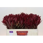 Leucadendron Valgepuu Jester 50cm