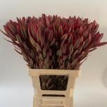 Leucadendron Valgepuu Jester 70cm