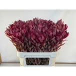 Leucadendron Valgepuu Jester 80cm