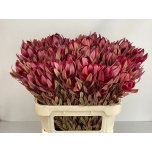 Leucadendron Valgepuu Jester 80cm