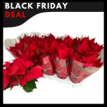 Euphorbia pulch Jõulutäht mars 11cm