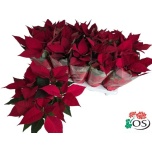 Euphorbia pulch Jõulutäht mars 11cm