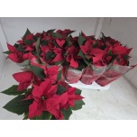 Euphorbia pulch Jõulutäht mars 11cm