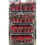 Euphorbia pulch Jõulutäht mars 12cm