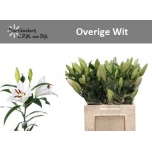 Lilium Liilia OR ov 60cm